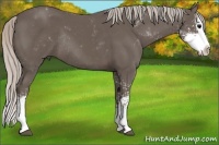 Horse Color:Silver Black Sabino Splash Rabicano