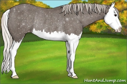 Horse Color:Silver Black Sabino Splash Appaloosa Rabicano