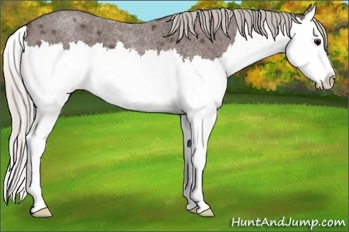 Horse Color:Silver Blue Roan Splash