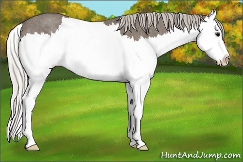 Horse Color:Silver Blue Roan Splash Rabicano 