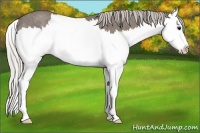 Horse Color:Silver Blue Roan Splash Rabicano 