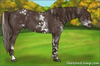 Horse Color:White Spotted Liver Chestnut 