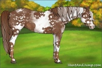 Horse Color:White Spotted Chestnut
