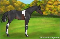 Horse Color:Brown Tobiano Rabicano