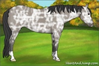 Horse Color:Smoky Grullo Ice