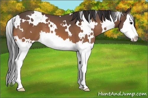 Horse Color:White Spotted Buckskin Splash