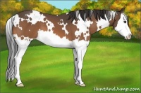Horse Color:White Spotted Buckskin Splash 