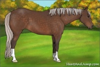 Horse Color:Silver Bay 