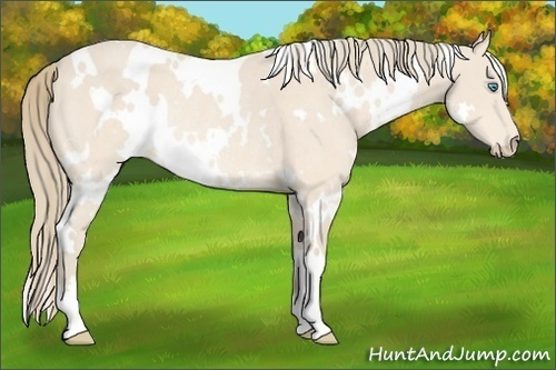 Horse Color:White Spotted Perlino Rabicano