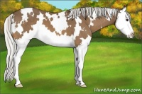 Horse Color:White Spotted Silver Buckskin Splash 