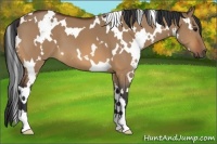 Horse Color:White Spotted Bay Dun 