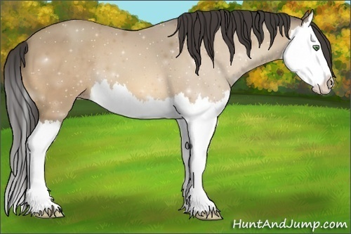 Horse Color:Amber Cream Champagne Splash