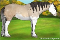 Horse Color:Amber Cream Champagne Splash 