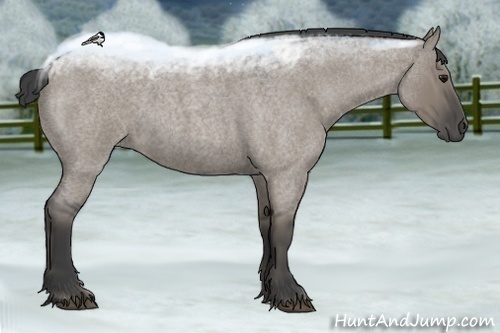 Horse Color:Smoky Grullo Roan 