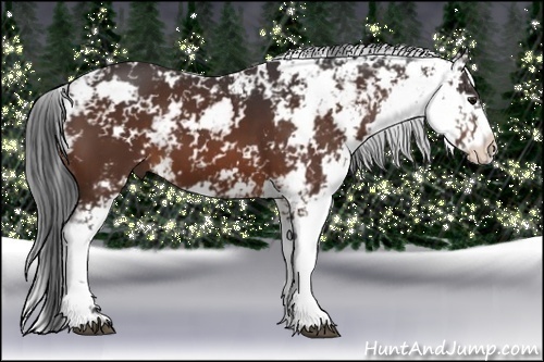 Horse Color:Bay Sabino 