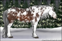 Horse Color:Bay Sabino 