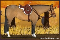 Horse Color:Bay Dun