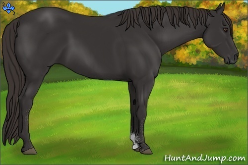 Horse Color:Liver Chestnut Sabino 