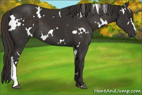 Horse Color:White Spotted Liver Chestnut 