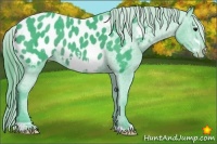 Horse Color:Watercolor Black Frame Appaloosa 