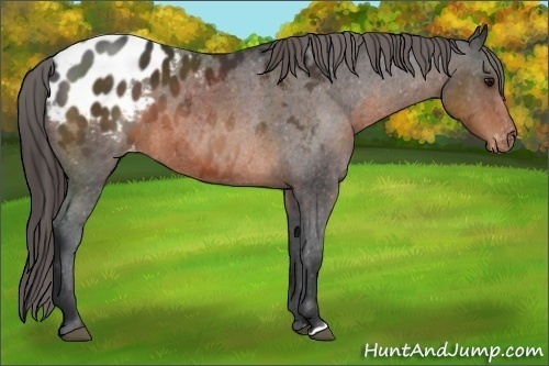 Horse Color:Brown Appaloosa 