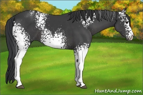 Horse Color:White Spotted Black 