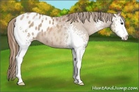 Horse Color:White Spotted Black Pearl Appaloosa 