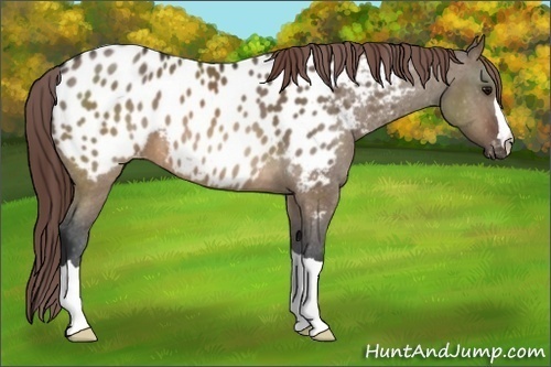 Horse Color:Brown Dun Near Leopard