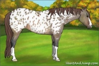 Horse Color:Brown Dun Appaloosa 