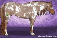 Horse Color:White Spotted Red Roan 