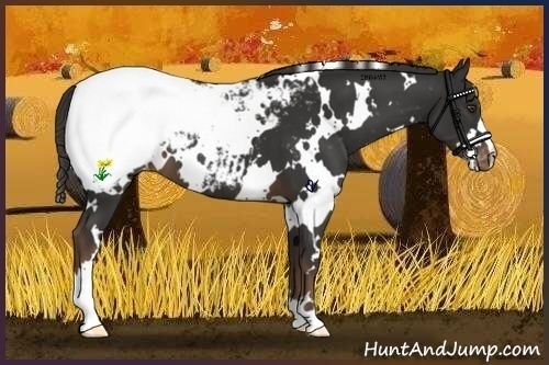 Horse Color:White Spotted Liver Chestnut Appaloosa 