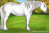 Horse Color:Silver Blue Roan Splash Frame Appaloosa 