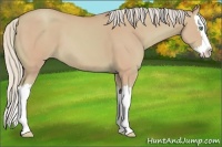 Horse Color:Watercolor Silver Classic Champagne Dun Splash 