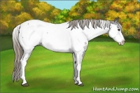 Horse Color:White Spotted Smoky Black Near Fewspot 