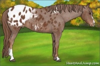 Horse Color:Chestnut Sabino Appaloosa 