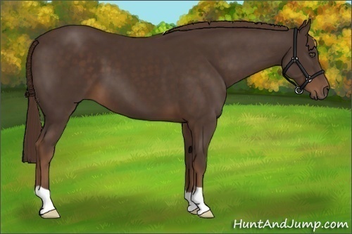 Horse Color:Liver Chestnut 