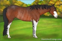 Horse Color:Bay Sabino Rabicano