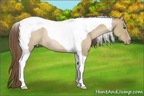 Horse Color:Grullo Pearl Tobiano Rabicano 