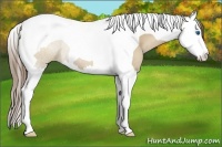 Horse Color:Grullo Pearl Sabino Splash Tobiano Rabicano