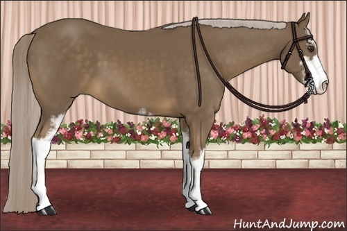 Horse Color:Chocolate Palomino Sabino 