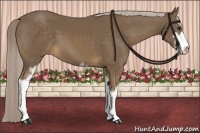Horse Color:Chocolate Palomino Sabino