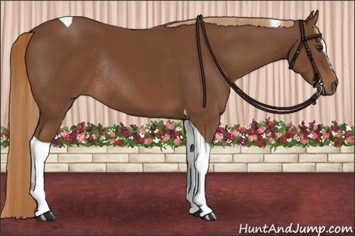 Horse Color:Chestnut Sabino Tobiano Rabicano 