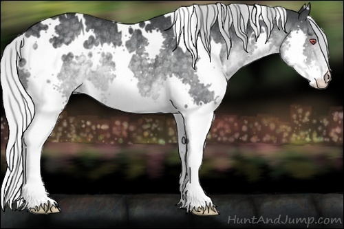 Horse Color:White Spotted Silver Black Chinchilla Splash Rabicano 