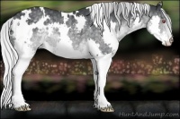 Horse Color:White Spotted Silver Black Chinchilla Splash Rabicano