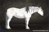 Horse Color:Buckskin Sabino 