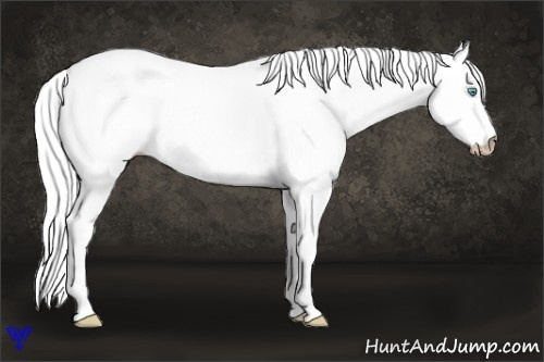 Horse Color:Gray Cremello Dun 