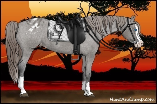Horse Color:Grullo Sabino Splash Appaloosa 