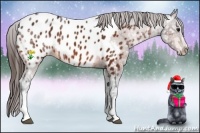 Horse Color:Bay Ice Appaloosa 