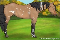 Horse Color:White Spotted Bay Dun