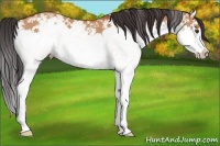 Horse Color:White Spotted Bay Dun Splash 